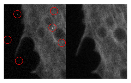 ■ Scientific Image Quality (고품질 이미지)